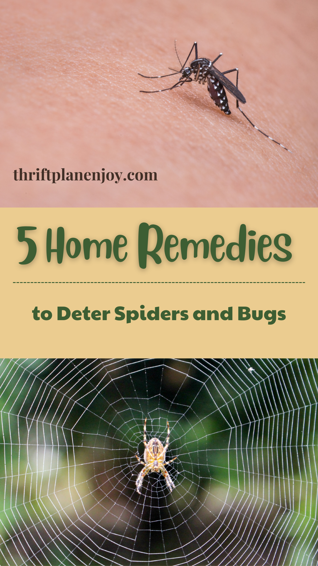 5 Home Remedies to Deter Spiders and Bugs